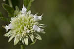 Clustered bushmint